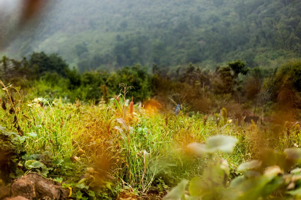 sacred land| Bangalapadigai | The Nilgiris Foundation