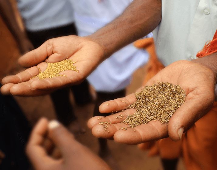 Millets | The Nilgiris Foundation
