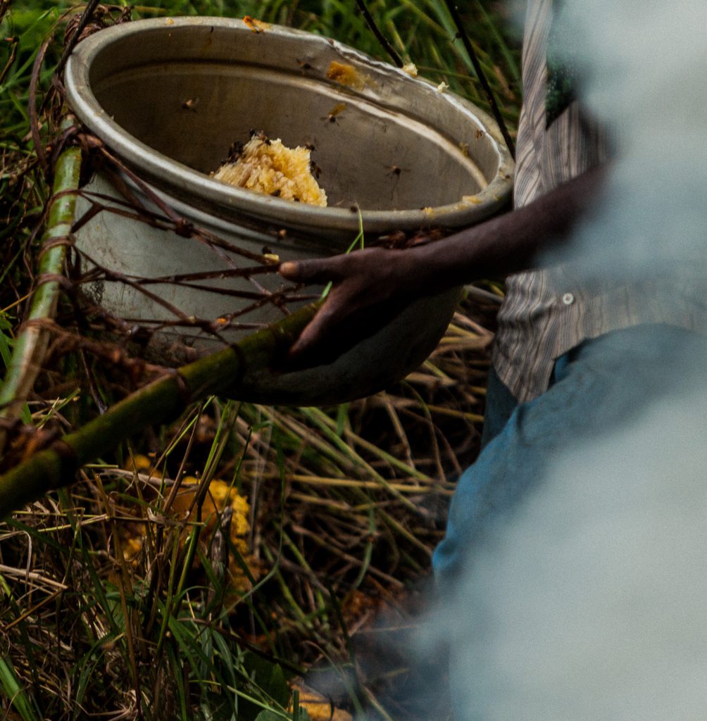 Honey Hunting | The Nilgiris Foundation | Keystone Foundation