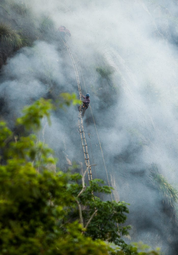 Honey Hunting | The Nilgiris Foundation | Keystone Foundation
